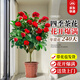 愛(ài)優(yōu)尚四季茶花樹(shù)苗盆栽特級老樁山茶花陽(yáng)臺庭院植物四季開(kāi)花源頭直發(fā)