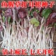 伍哲魚(yú)腥草種子折耳根種子泡沫箱蔬菜種植四季種植陽(yáng)臺庭院盆栽地載 魚(yú)腥草種子半斤