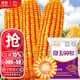 大禹鄭單958玉米種子國審產(chǎn)高矮大棒雜交抗旱抗倒官方正品矮桿包谷 登海良玉99號玉米種子4200粒紅軸