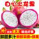 黃六爺云南白心火龍果新鮮水果9斤金都整箱一號當季現摘紅蜜寶心火龍果 9斤 【中果300-350g】新鮮超甜