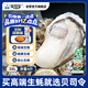 貝司令 鮮活乳山生態(tài)生蠔3XL 凈重4斤 10-15只 生鮮源頭直發(fā)