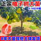 京佳樂(lè )柚子樹(shù)苗紅心紅肉蜜柚嫁接三紅蜜柚果樹(shù)果苗南方北方種植當年結果 暹羅紅柚【8年大苗3公分粗】帶土球 死苗包賠 81cm(含)-110cm(含)