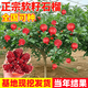 歐悟石榴樹(shù)樹(shù)苗 嫁接突尼斯軟籽無(wú)籽石榴樹(shù)苗 庭院陽(yáng)臺盆栽地栽果樹(shù)苗 大紅袍6年苗結果多 70cm(含)-150cm(含)