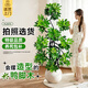 愛(ài)優(yōu)尚造型鴨腳木客廳大盆栽室內鴨掌木八方來(lái)財落地大型植物源頭直發(fā)