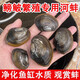 【鳑鲏繁殖河蚌】?jì)艋|(zhì)魚(yú)缸寵物觀(guān)賞黃金蚌鮮活河蚌專(zhuān)鮮活淡水 【優(yōu)質(zhì)河蚌】3-5cm4只
