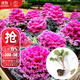 大禹羽衣甘藍苗帶土秧苗大全觀(guān)賞雨衣甘藍盆栽蔬菜苗秋冬季蔬菜苗 粉羽衣甘藍苗5棵+1棵