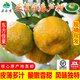 萬(wàn)春寨永春正宗蘆柑5斤/10斤禮盒裝新鮮現摘橘子柑桔 桔子當季水果大果 【優(yōu)選大果】果徑75mm禮盒10斤裝
