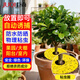 巨奇植物驅蟲(chóng)粘蟲(chóng)板黃板誘蟲(chóng)板蒼蠅貼果蠅紙滅蚊黏小飛蟲(chóng)誘捕神器5張