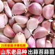 大禹大蒜種子老品種紫紅皮大祘頭批發(fā)蒜種蒜頭山東正宗香蒜出蒜苔蒜苗 山東蒜瓣種子5斤老品種大蒜