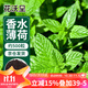 花沃里香水薄荷種子500粒/包花卉種子四季花種家庭盆栽土陽(yáng)臺庭院種