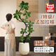 臨雅孟加拉榕樹(shù)客廳造型綠植物室內大型盆栽1.65-1.85m聚寶盆源頭直發(fā)