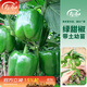 壽禾 彩椒苗燈籠椒青椒菜椒種苗方椒秋冬季蔬菜苗種苗壽光菜種苗 (綠甜椒）青椒苗24棵