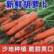 宛味佳新鮮紅蘿卜胡蘿沙地蔬菜新鮮健康營(yíng)養蔬菜 5斤裝