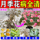 月季花病蟲(chóng)害急救專(zhuān)用藥黑斑病白粉病黃葉掉葉枯葉通用植物營(yíng)養液 3瓶裝【一噴病全清】