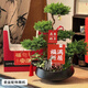 Only you【兩小時(shí)達】五層塔松盆栽青松綠植中秋節松樹(shù)盆景室內植物 福滿(mǎn)新居【精致造景五層塔松盆景】喬遷送禮推薦