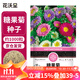 花沃里糖果菊花種子約1000粒 花卉種子陽(yáng)臺種菜土盆栽蔬菜種子庭院草籽