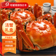 【活蟹】陽(yáng)澄篇大閘蟹鮮活螃蟹蘇州生鮮禮物嘗鮮禮盒冷鏈次日達 優(yōu)選 全母蟹4.5兩10只