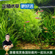 云峰海瑞水草活體懶人草魚(yú)缸造景活體水草套餐魚(yú)缸水草有莖類(lèi)中后景真水草 【好養易活】水芹（5只一組）