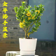 金手寶（JISOBO）金華錦林佛手盆栽佛手柑盆栽千指佛手小果盆景帶果佛手樹(shù)盆栽花卉 小果3年 黑色塑料盆 含盆