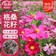 壽禾 格?；ǚN子種苗波斯菊花種籽 濰豐矮韻格?；ǚN子(矮稈型)1500粒