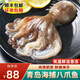 海宏盈 青島八爪魚(yú) 1000g 八爪魚(yú)大長(cháng)稍青島大章魚(yú)八帶鮹海鮮軟足類(lèi)生鮮 短腿八爪魚(yú) 1000g(凈重) 