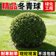 瑯闕冬青球樹(shù)苗綠化道路庭院別墅地栽觀(guān)賞耐寒植物園林工程1m源頭直發(fā)