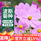 花沃里 波斯菊種子 花卉種子家庭盆栽陽(yáng)臺/辦公室/庭院花壇盆栽約100粒