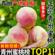云創(chuàng  )岳品山東青州蜜桃 脆甜 新鮮水果 迷你小型桃 產(chǎn)地直發(fā) 4.5斤【中小果30個(gè)左右】