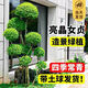 異卉亮晶女貞球多分支植物地景花園造景造型樹(shù)苗棒棒糖金葉女貞耐寒 亮晶女貞造型多分支（5個(gè)球球）