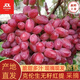 運城【京東】當季新鮮水果克倫生葡萄無(wú)籽紅提子大無(wú)核馬奶甜脆 4斤（京東）