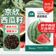 北蔬 京欣西瓜種子種苗大紅瓤薄皮超脆甜盆栽瓜籽 京欣西瓜種子約50粒
