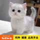 寵六福純種英短銀漸層幼貓銀點(diǎn)貓矮腳銀漸層拿破侖貓寵物貓咪活體幼崽  寵物級 A級 母