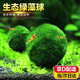 海藻球水藻球小魚(yú)缸水草造景水培植物海藻活體綠藻水缸造景生態(tài)球 五顆半歲(0.9～1cm)