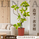 臨雅特級黃金榕客廳綠植物盆栽花葉橡皮樹(shù)室內大型高山榕落地盆景好養 【旗艦款】黃金榕1.5-1.6m+原膠盆
