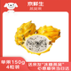 京鮮生 燕窩果麒麟果 黃皮白肉火龍果 4粒裝 單果150g 新鮮水果
