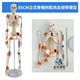 藍蝶85cm人體骨骼模型 全身骨架人體模型成人小骷髏教學(xué)脊柱模型仿真小白骷髏標本正骨健身房瑜伽展示 85cm立式骨骼肌肉著(zhù)色韌帶