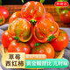 京地達山東鐵皮草莓西紅柿凈重4.5斤單果約60g 水果番茄  源頭直發(fā)包郵