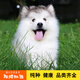 寵六福純種阿拉斯加幼犬寵物狗狗活體小狗活物幼崽熊版雪橇犬大型犬 寵物級 定金 公