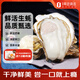燈塔水母【鮮活】乳山生蠔牡蠣6XL號凈重5斤源頭直發(fā)