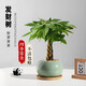 JCZS步步高發(fā)財樹(shù)客廳盆栽大室內辦公室樹(shù)旺宅擺件水培綠植新手 五福發(fā)財樹(shù)+水綠色哥窯【胖墩盆】 帶盆栽好