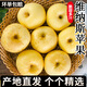 山東維納斯黃金蘋(píng)果 新鮮水果脆甜多汁蘋(píng)果奶油富士蘋(píng)果水果送禮 精選4斤（10-12枚）