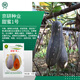 京研南瓜種子板栗味綠貝貝南瓜種孑長(cháng)香栗蜜本南瓜嫩南瓜農科院蔬菜籽 甜蜜1號 50克