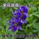 覓風(fēng)紫花苜蓿草種籽喂豬牛羊兔雞鴨鵝多年生四季大葉牧草種子魚(yú)草種籽 高產(chǎn)型苜蓿凈種500克
