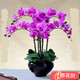 種花迷蝴蝶蘭盆栽室內花卉蝴蝶蘭花苗帶花劍蝴蝶蘭大苗當年開(kāi)花桌面綠植 淡紫色原土育苗袋發(fā)貨+肥料 大苗帶2支花劍/當年開(kāi)花