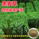 冷落草牧草種子四季多年生黑麥草籽雞鴨菊苣蘇丹草苜蓿草種子豬牛羊高產(chǎn) 進(jìn)口一年生黑麥草/1斤裝