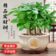 JCZS步步高發(fā)財樹(shù)小盆栽植物辦公室內原生好養盆景花卉綠植擺件 單桿發(fā)財樹(shù)(早安盆)+復合肥