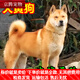 麥基樂(lè )中華田園犬黑犬黃狗白狗虎斑四眼鐵包金土狗幼犬活體 田園級 黃狗 公