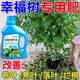 幸福樹(shù)專(zhuān)用肥料營(yíng)養液改善葉子干枯落葉掉葉子發(fā)黃爛根盆栽肥料 買(mǎi)2 送1【發(fā)3瓶】