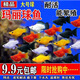 瑪麗球魚(yú)奶?，旣惽颥旣愻~(yú)胎生魚(yú)直接生小魚(yú)大肚懷孕魚(yú)米奇孔雀 多色混發(fā)瑪麗魚(yú)10條+備損2條 1厘米 --3厘米