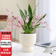 中夢(mèng)文心蘭盆栽水培綠植夢(mèng)香蘭室內辦公室桌面花卉濃香耐寒好養花卉 粉色夢(mèng)香文心蘭+米色獎杯陶瓷盆